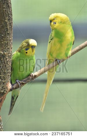 Pair Of True Parrots Perched On A Tree Branch.