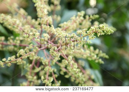 Mango Flower, A Branch Of Inflorescence Mango Flower.