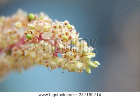 Mango Flower, A Branch Of Inflorescence Mango Flower.