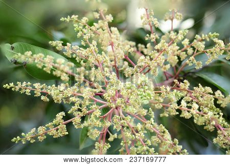 Mango Flower, A Branch Of Inflorescence Mango Flower.