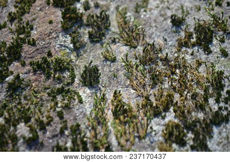 Stiff Green Moss And Lichen On A Light Grey Rock.