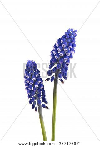 Two Flowers Of Muscari Isolated On White Background. Grape Hyacinth.