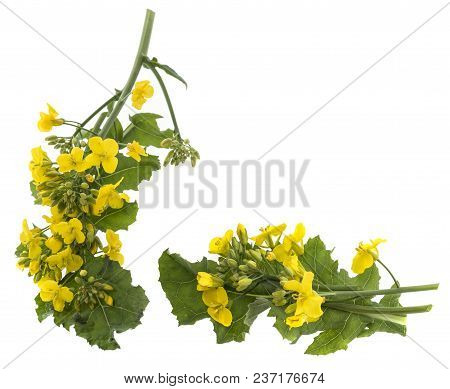 Rapeseed (colza) Brassica napus  flowers isolated on white