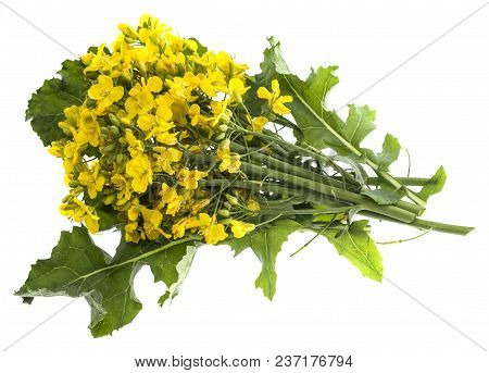 Rapeseed (colza) Brassica napus  flowers isolated on white