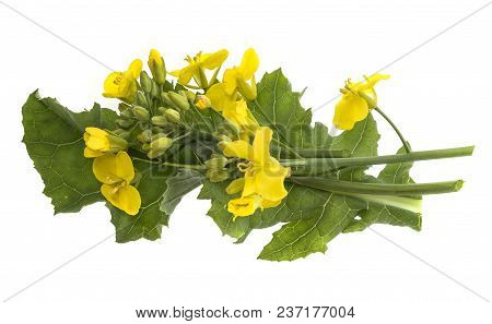 Rapeseed (colza) Brassica Napus  Flowers Isolated On White