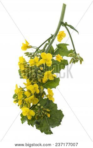 Rapeseed (colza) Brassica napus  flowers isolated on white