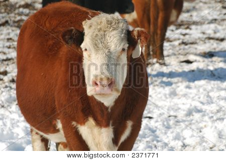 Hereford Cow