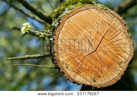 Close-up of Tree Rings of a Tree. Annual Rings of an old Tree. Growing Flowers on a Tree in Spring.