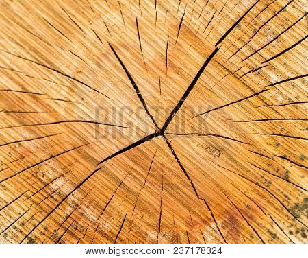 Close-up of Tree Rings of a Tree. Annual Rings of an old Tree.
View to a cut down Tree. Nature and Wooden Background
