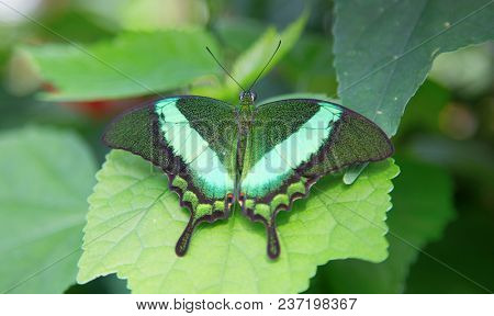 Papilio palinurus, the emerald swallowtail, emerald peacock or green-banded peacock, is a butterfly of the genus Papilio belonging to the Papilionidae family