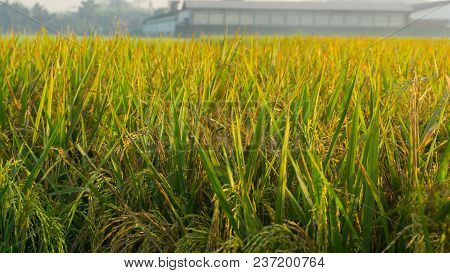 A Rice Fields Padi Bright Close Up In Morning In Pekalongan Indonesia