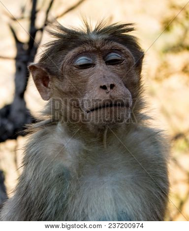Urban Monkey Sits With Eyes Closed, Looking Serene