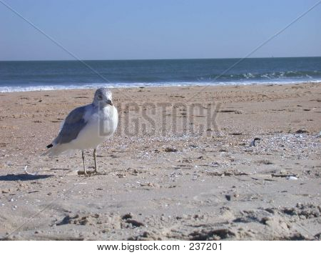 Måge på stranden