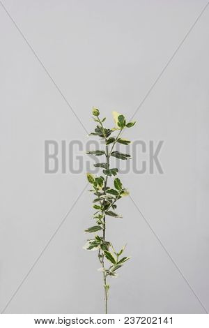 leaves with light grey background. Minimal style design with plants. Abstract background