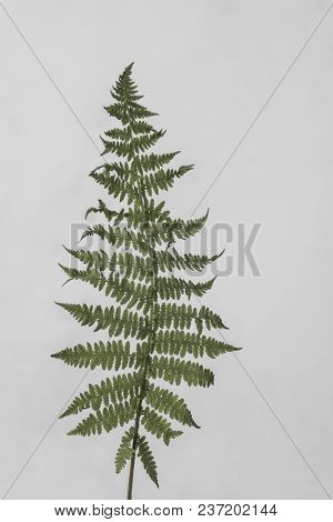 leaves with light grey background. Minimal style design with plants. Abstract background