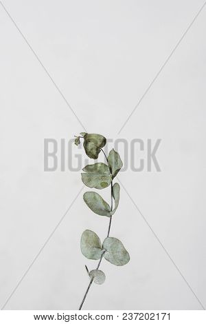 leaves with light grey background. Minimal style design with plants. Abstract background