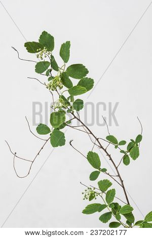 leaves with light grey background. Minimal style design with plants. Abstract background