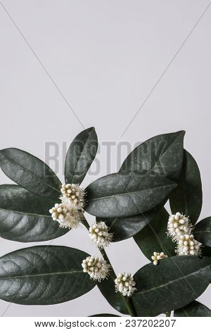 leaves with light grey background. Minimal style design with plants. Abstract background