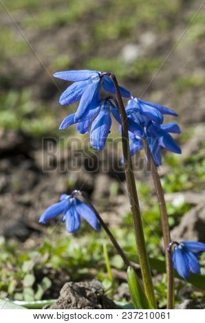 Blue First Spring Flowers Of The Scilla Squill Plant Blooming In A Forest. Scilla Bifolia.