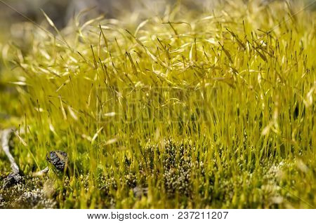 Moss Flower On The Roof In Macro. Close-up, Shallow Focus View Of Green Moss Seen Growing On Tiles, 