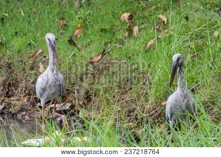 Bird (anastomus Oscitans Or Ciconiidae) White Color In A Pond Or Water In A Nature Wild