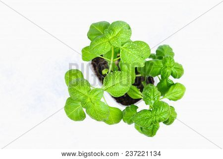 Green Home Basil, Spicy Herb In A Pot