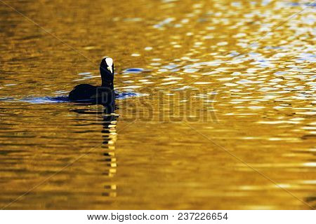 Swimming Eurasian Coot During Sunset  - Bedfont Lakes Country Park