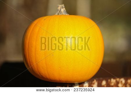 Orange Pumpkin Lies On The Table Under The Scorching Sun On The Table