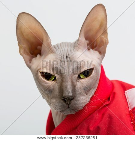 Bold Sphinx Cat With Green Eyes In Red Clothes Close Studio Portrait Looking At Camera