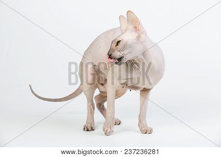 Bold Sphinx Cat With Green Eyes Licking Itself On White Background