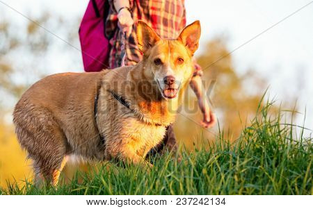 Dog on the grass in the evening