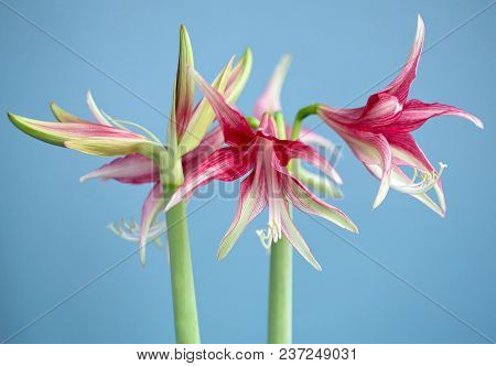 Amaryllis Hippeastrum Exotic Sybister Quito Close Up