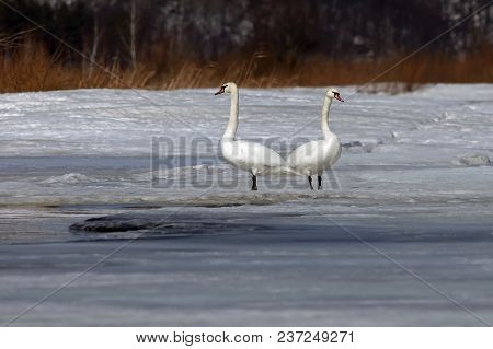 Beautiful White Swans On A Frozen Lake In Early Spring