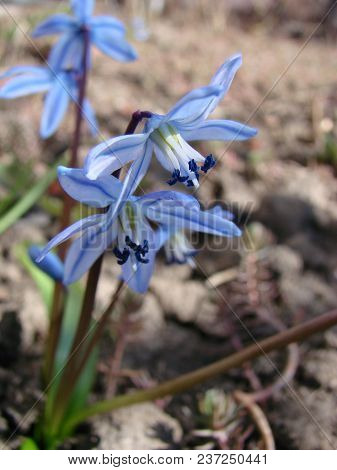 Blue Flowers Of The Scilla Squill Blooming In April. Bright Spring Flower Of Scilla Bifolia Closeup 