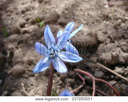 Blue Flowers Of The Scilla Squill Blooming In April. Bright Spring Flower Of Scilla Bifolia Closeup 