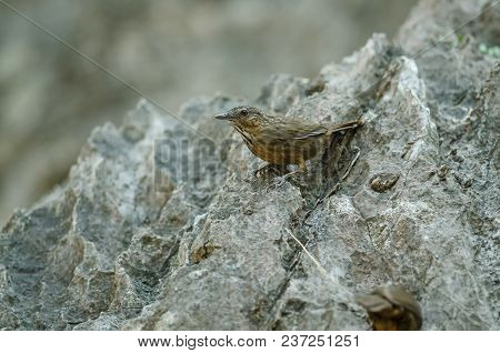 Limestone Wren-babbler, Rufous Limestone-babbler (turdinus Calcicola) In Nature Thailand