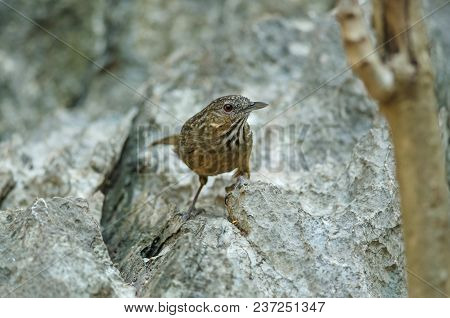 Limestone Wren-babbler, Rufous Limestone-babbler