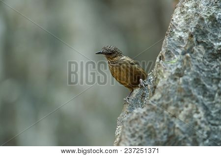 Limestone Wren-babbler, Rufous Limestone-babbler
