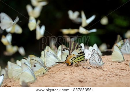 Diversity Of Butterfly Species,butterfly Eating Salt Licks On Ground At Pangsida National Park Sakae