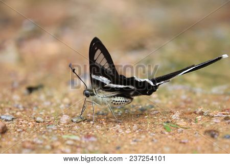 The White Dragontail Lamproptera Butterfly General Characteristics, Width 40-55 Mm.