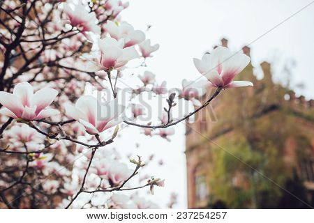 Magnolia Tree Blossom Outdoors Spring Time