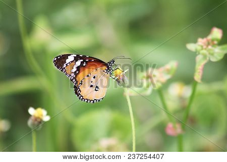 Danaus Chrysippus Chrysippus  Butterfly Both Wings Are Reddish Brown.