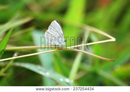 Udara Dilecta Dilecta Butterfly A Butterfly With A Size Of 23-28 Mm.
