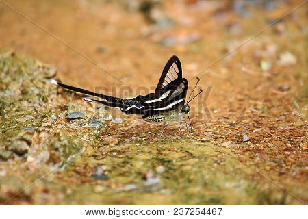 The White Dragontail Lamproptera Butterfly General Characteristics, Width 40-55 Mm.