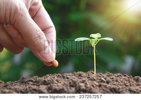 Hand Of Women Cultivation With Young Plant And Seed In The Morning Under Garden Green Background.