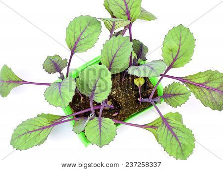 Farming,cultivation, Agriculture And Care Of Vegetables Concept: Young Red Cabbage Seedlings Isolate