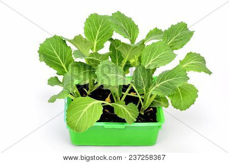 Farming,cultivation, Agriculture And Care Of Vegetables Concept: Young  Cabbage Seedlings Isolated O