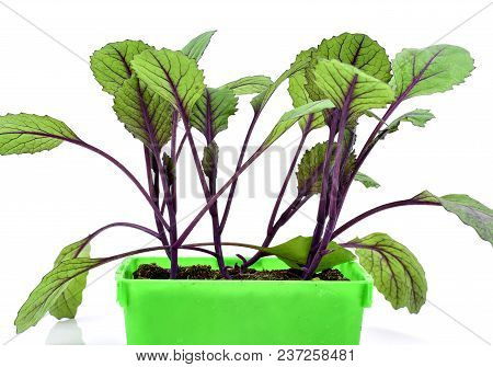 Farming,cultivation, Agriculture And Care Of Vegetables Concept: Young Red Cabbage Seedlings Isolate