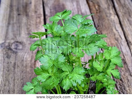 Farming,cultivation, Agriculture And Care Of Vegetables Concept: Young Celery Seedlings On A Wooden 