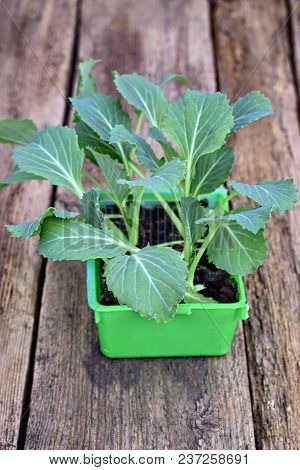 Farming,cultivation, Agriculture And Care Of Vegetables Concept: White Cabbage Seedlings On A Wooden